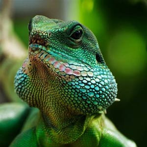 Asian Waterdragon picture