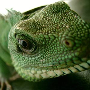 Close-up of a waterdragon