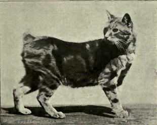 This is a black and white Manx Cat photo.