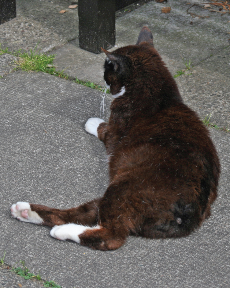 A Manx Cat politely showcasing their butt, as well as a lack of tail, to the viewer.