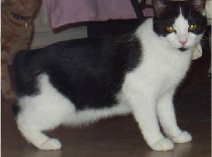 This is a photo of a black and white Manx Cat.
