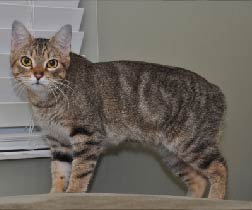 This is a photo of a Manx Cat.