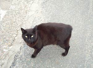 This is a black manx cat.