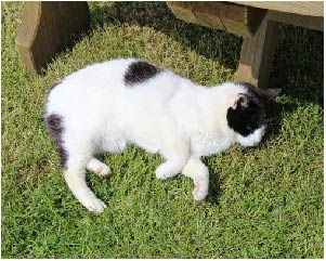 This is a photo of a white and black Manx Cat.