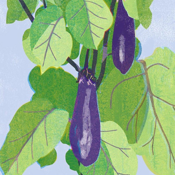 eggplant illustration